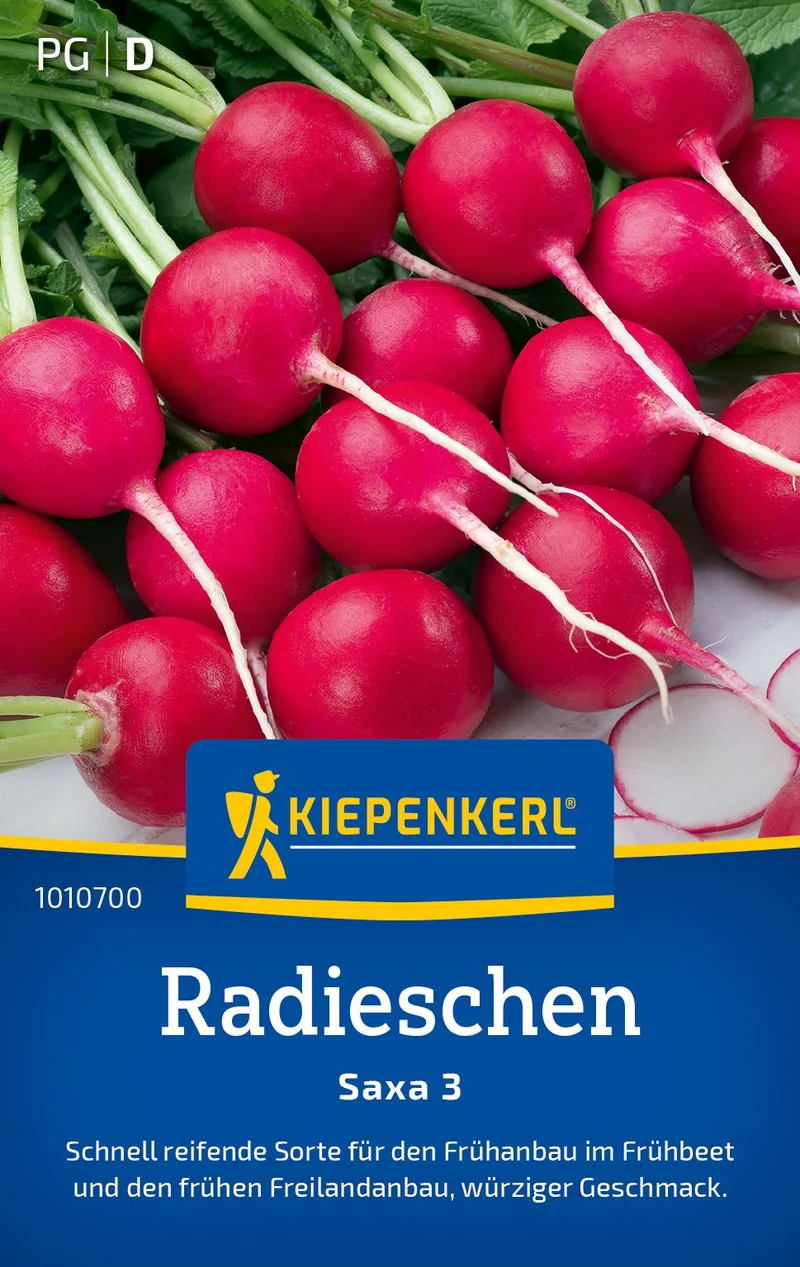 Radieschensamen Saxa 3