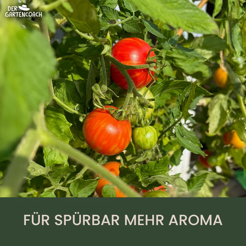 Gartencoach Tomatendünger 5 kg – Für aromatische Früchte