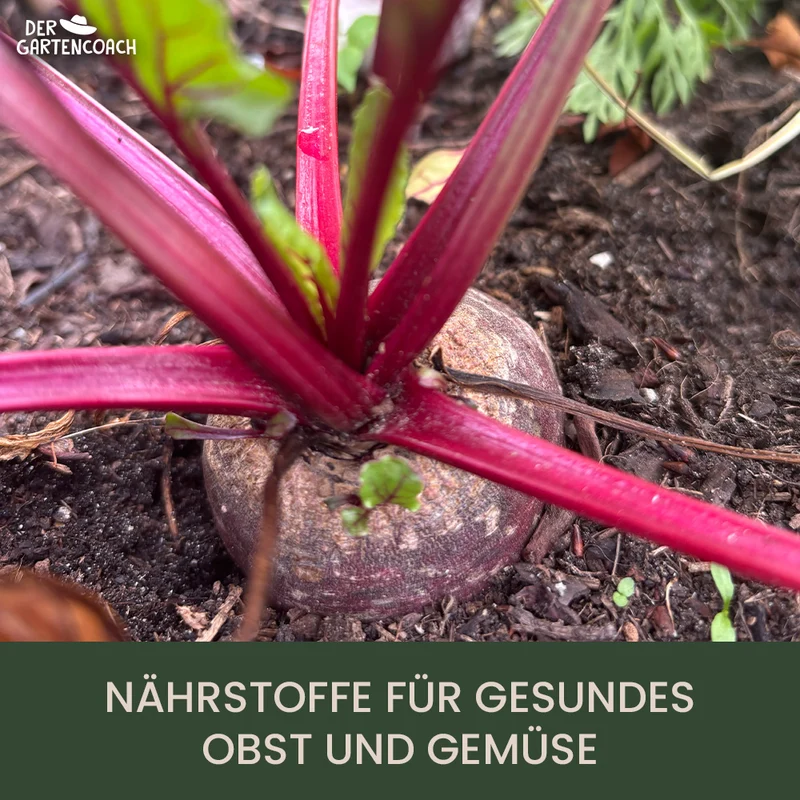 Gartencoach Gemüsedünger 5 kg – Für kräftiges Wachstum & gesunde Ernte