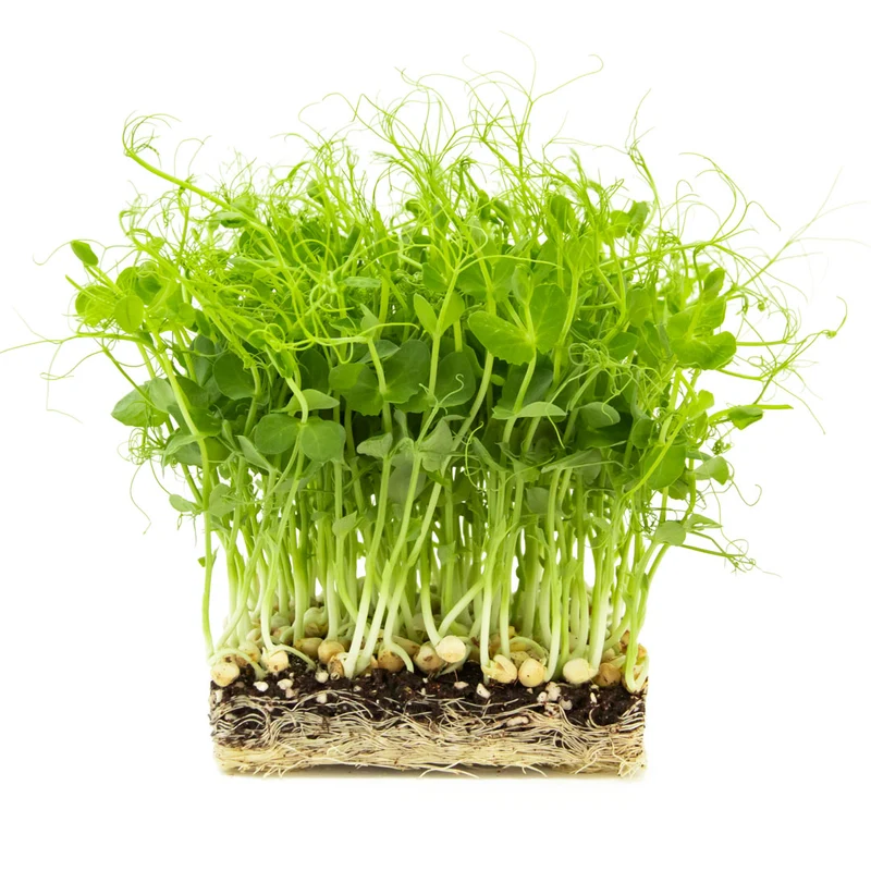 Bio Erbsen