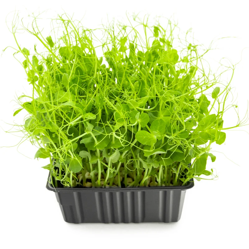 Bio Erbsen