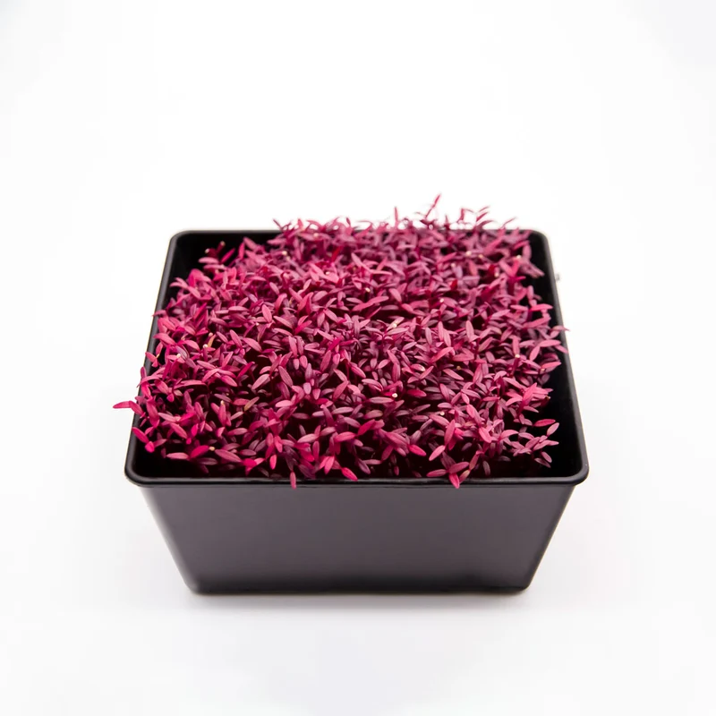 Bio Amaranth