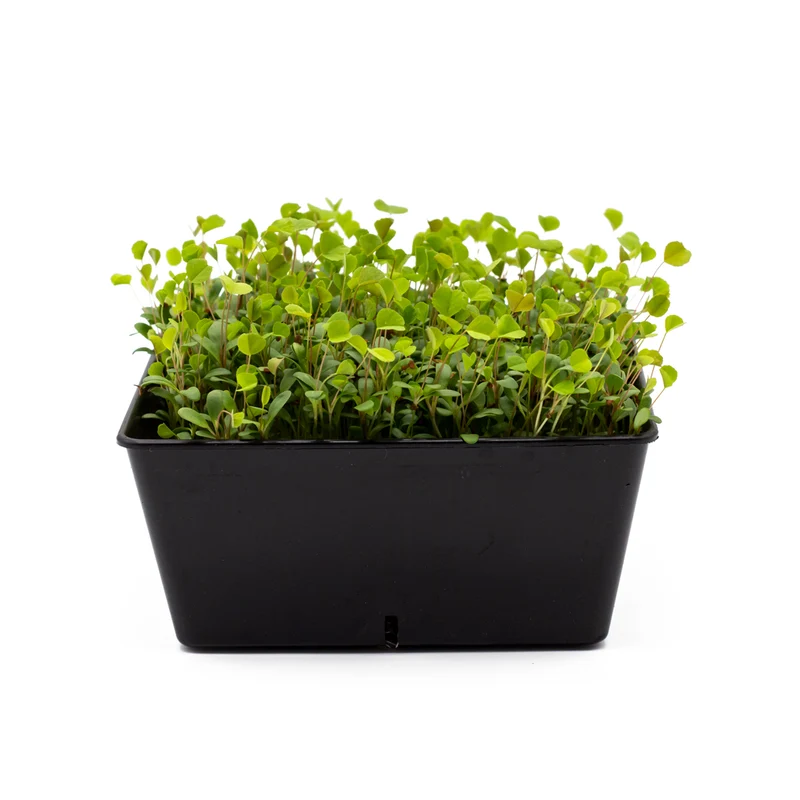 Bio Alfalfa