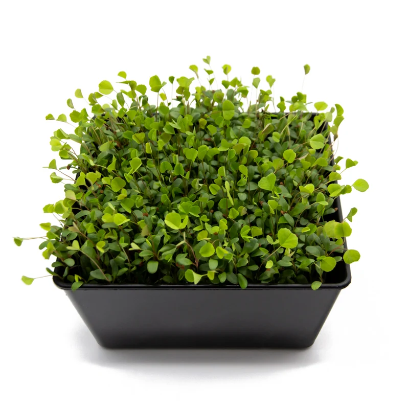 Bio Alfalfa