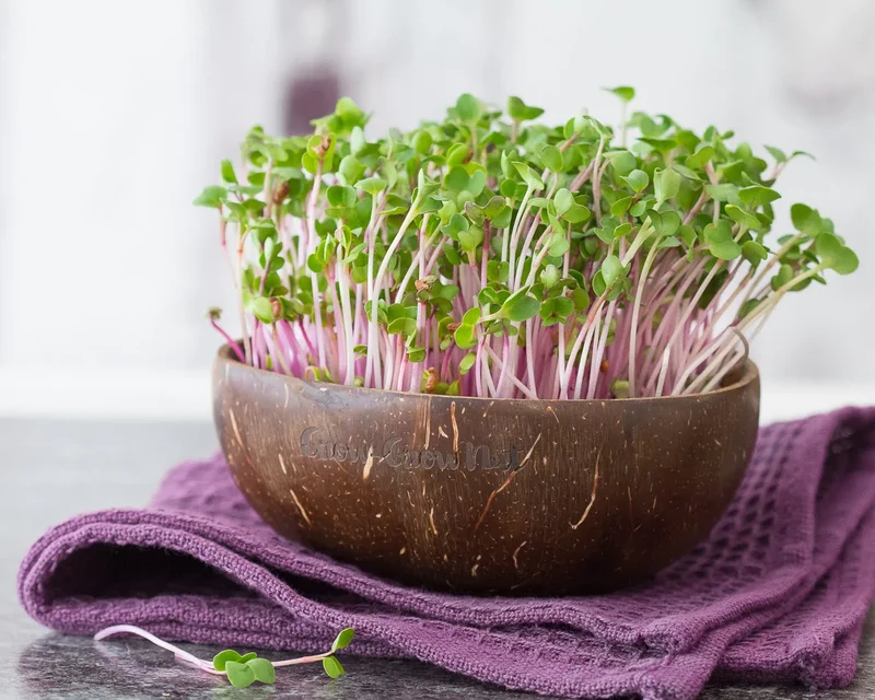 Microgreens selbst anziehen – DIY-Set