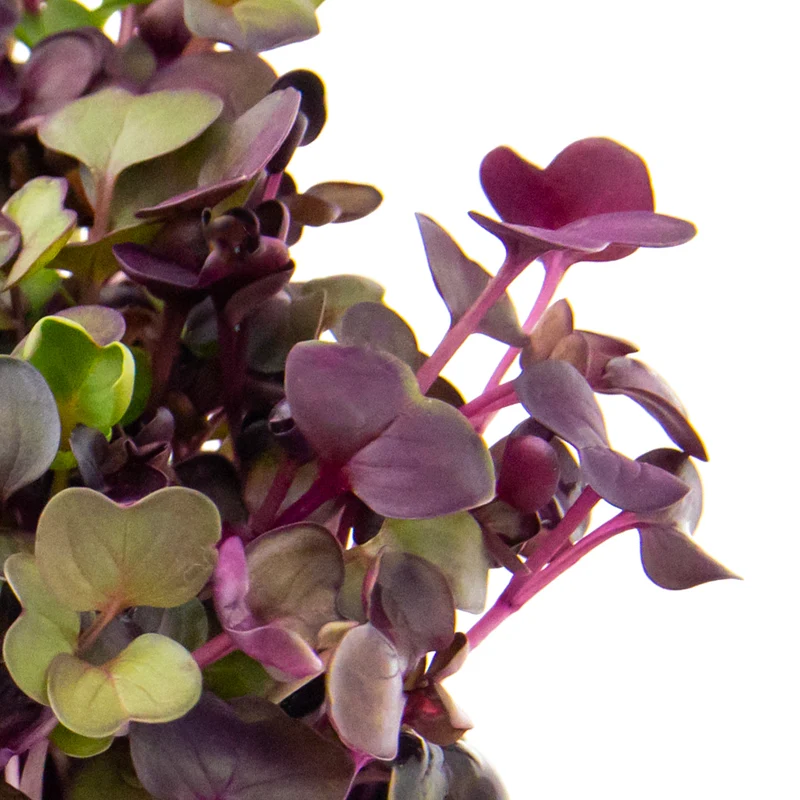 Microgreens 4er-Set Top Fit