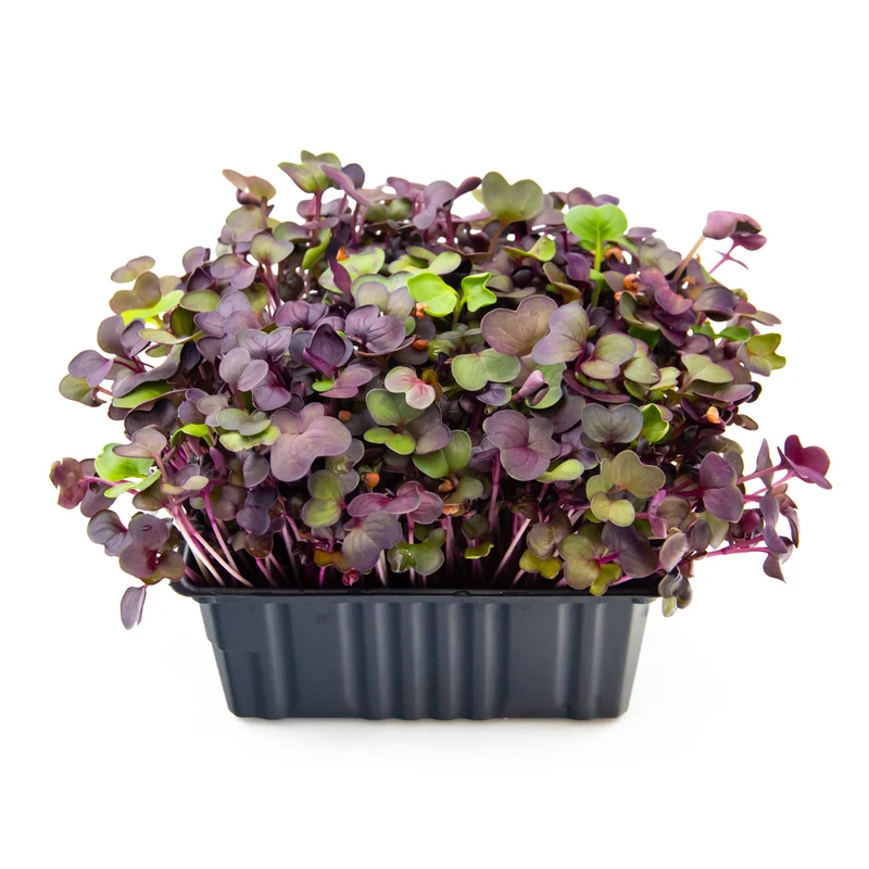 Microgreens 4er-Set Top Fit