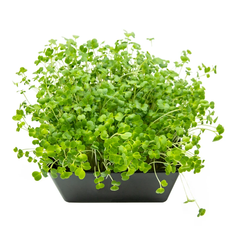 Microgreens 4er-Set Top Fit