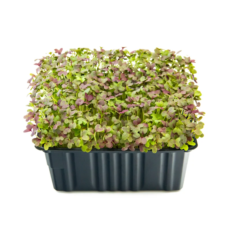 Microgreens 4er-Set Top Fit