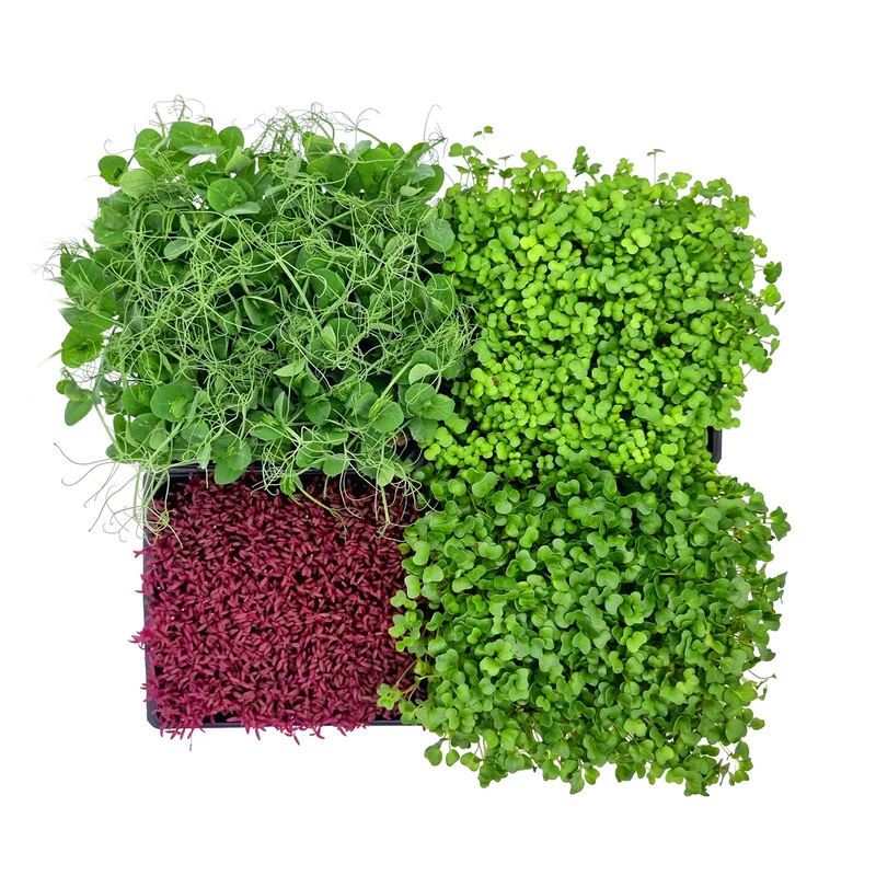 Microgreens 4er-Set Augenschmaus