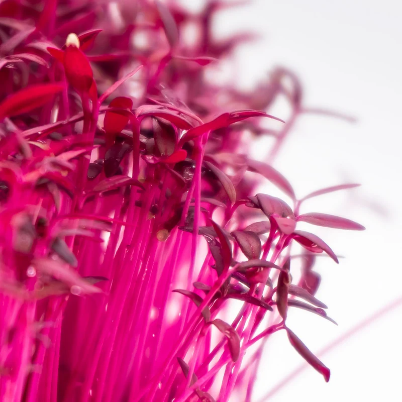 Microgreens 4er-Set Augenschmaus