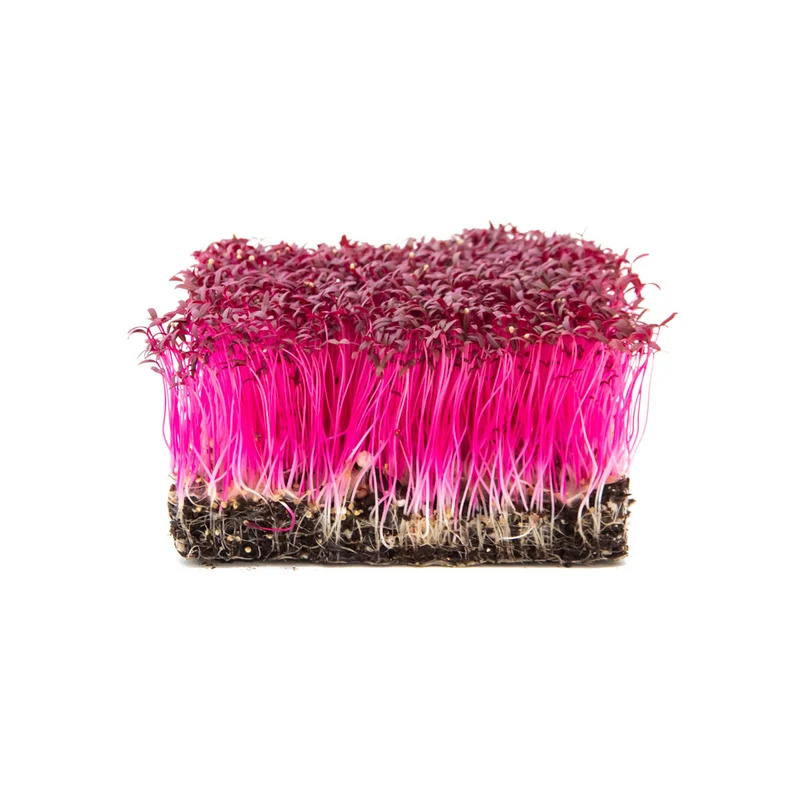 Microgreens 4er-Set Augenschmaus