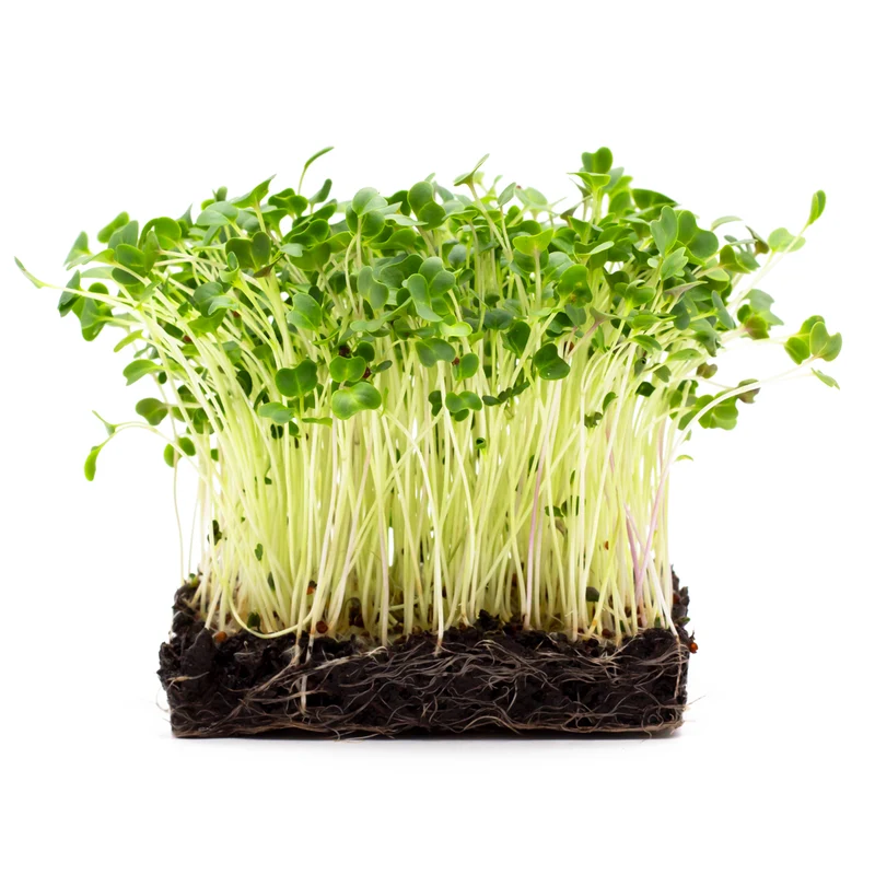 Microgreens 4er-Set Augenschmaus