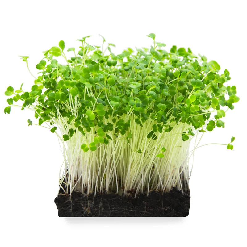 Microgreens 4er-Set Augenschmaus
