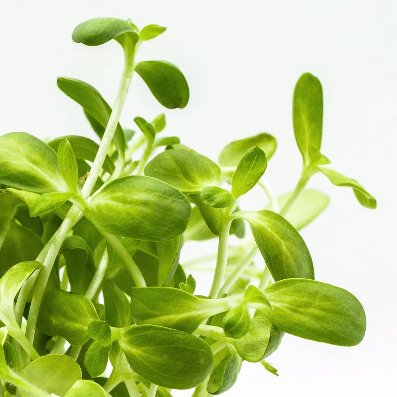 Microgreens 4er-Set Optimist