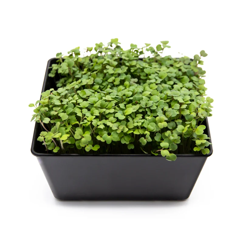 Microgreens 4er-Set Optimist