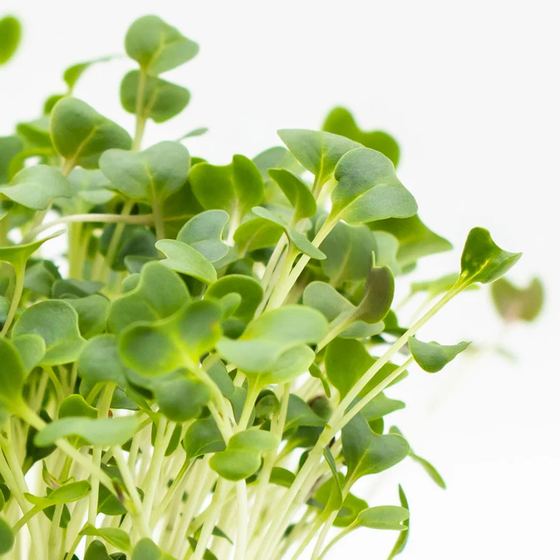 Microgreens 4er-Set Balsam