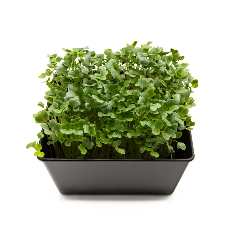 Microgreens 4er-Set Balsam
