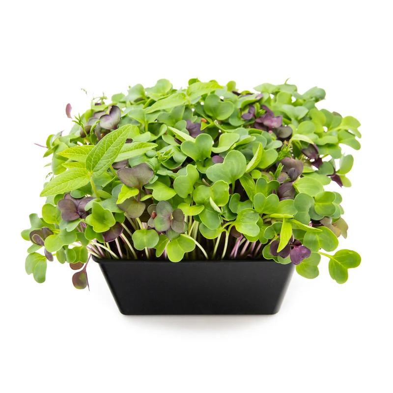 Microgreens 4er-Set Balsam