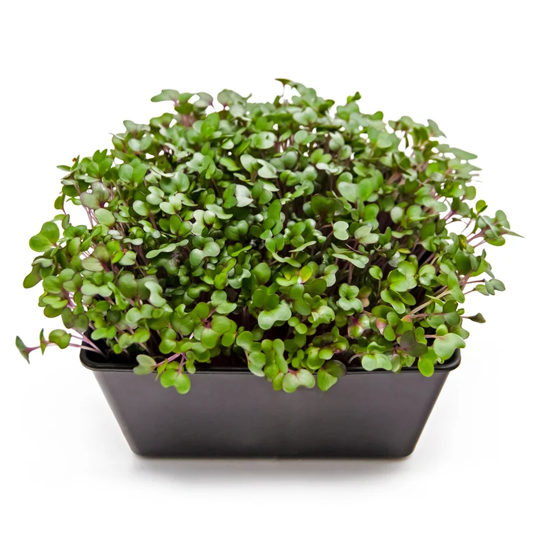 Microgreens 4er-Set Balsam
