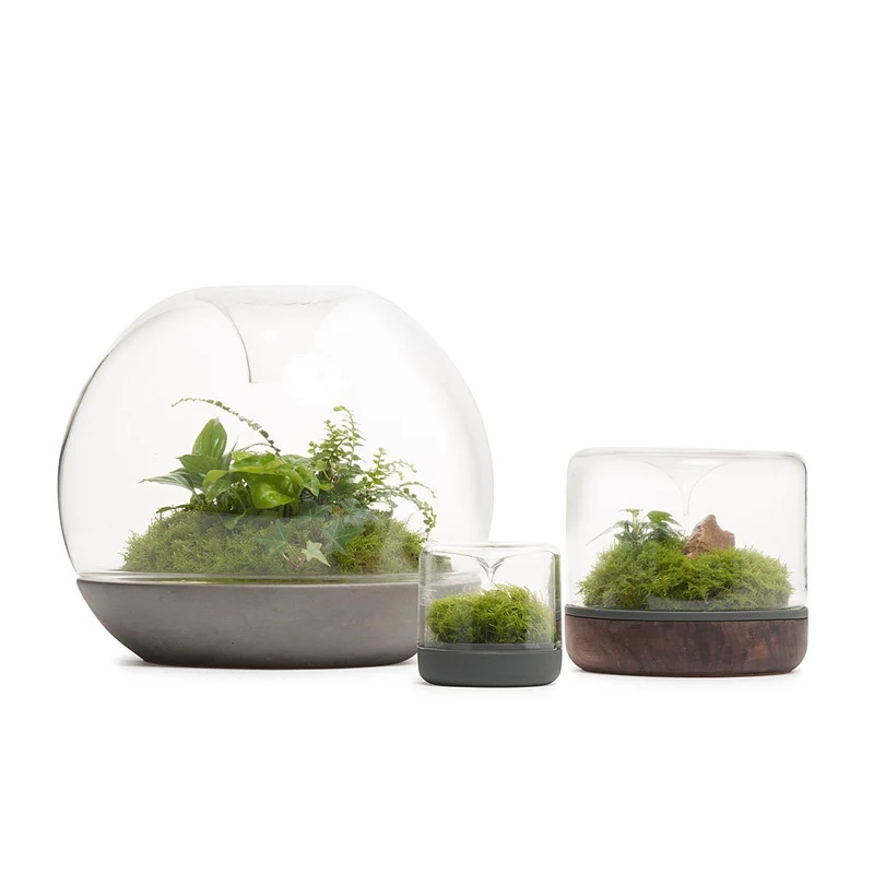 Walnut Sanctuary Rainforest Terrarium