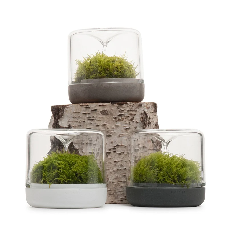 Charcoal Small Sanctuary Rainforest Terrarium