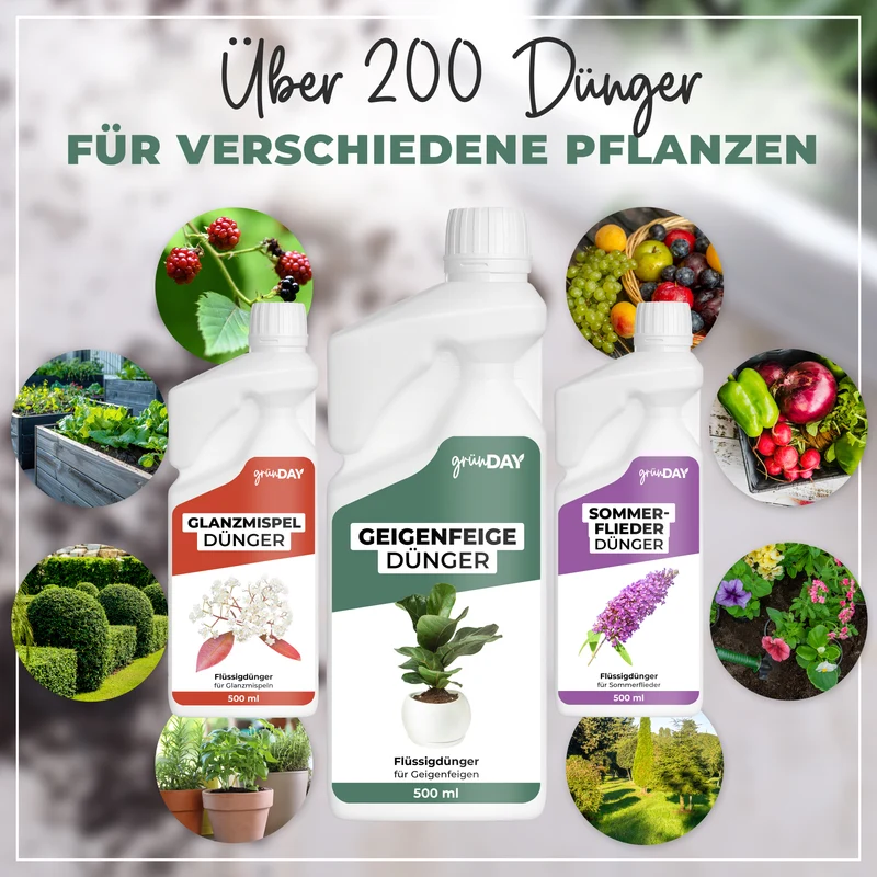 Geigenfeige-Flüssigdünger 500 ml