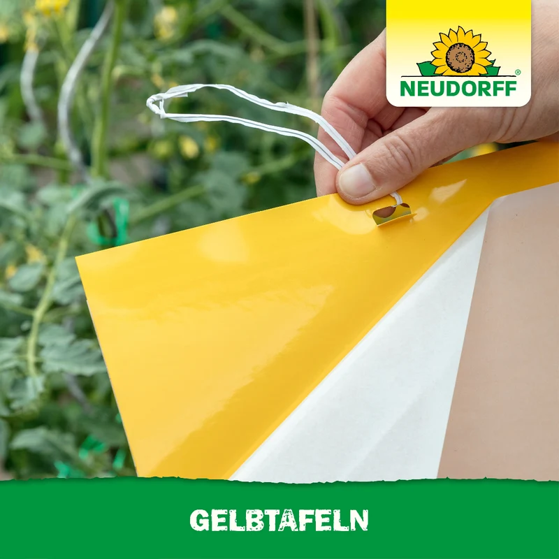 Gelbtafeln (großformatig)
