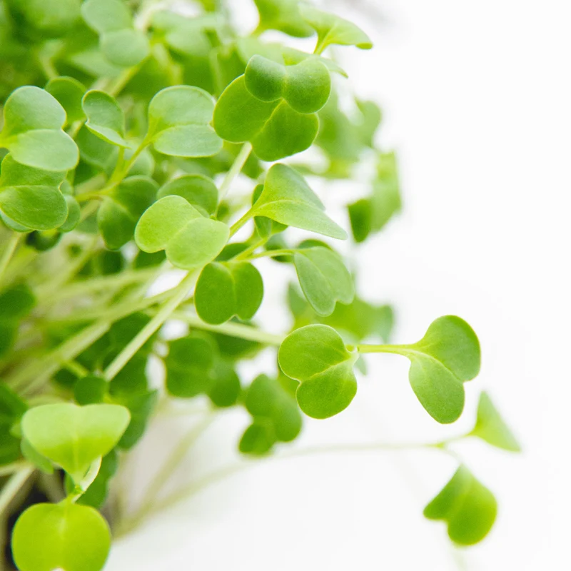 Microgreens 4er-Set Überraschung