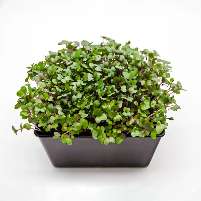 Microgreens 4er-Set Überraschung