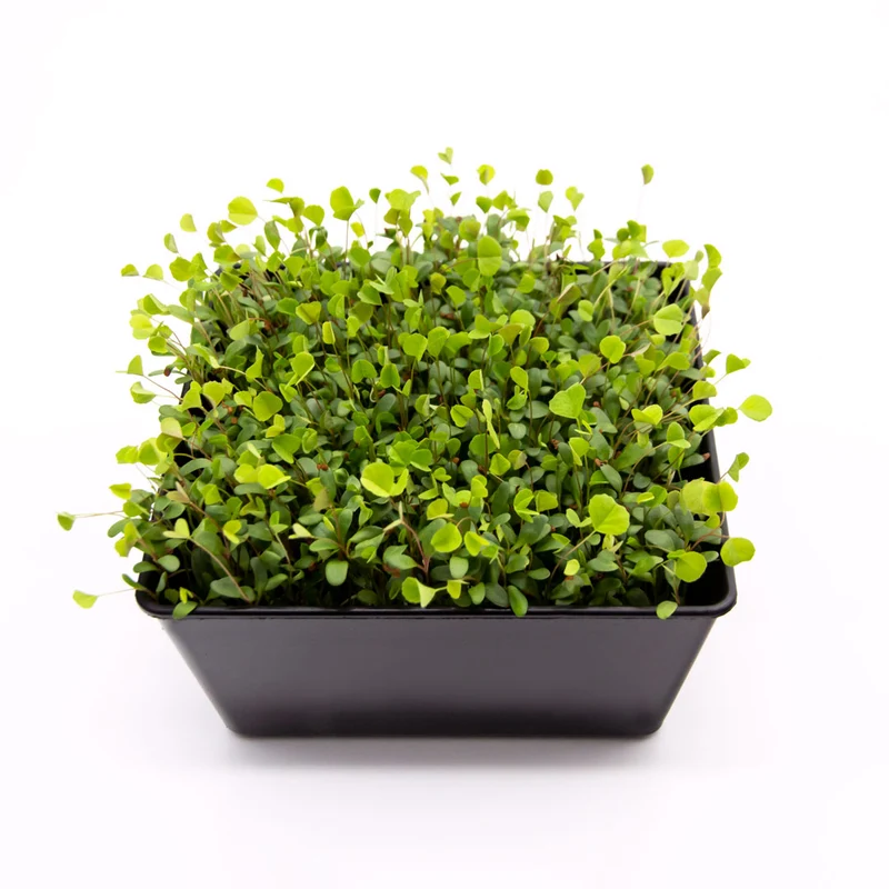 Microgreens 4er-Set Überraschung