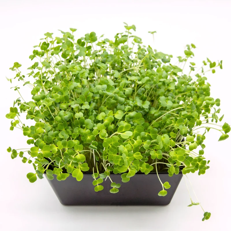 Microgreens 4er-Set Überraschung