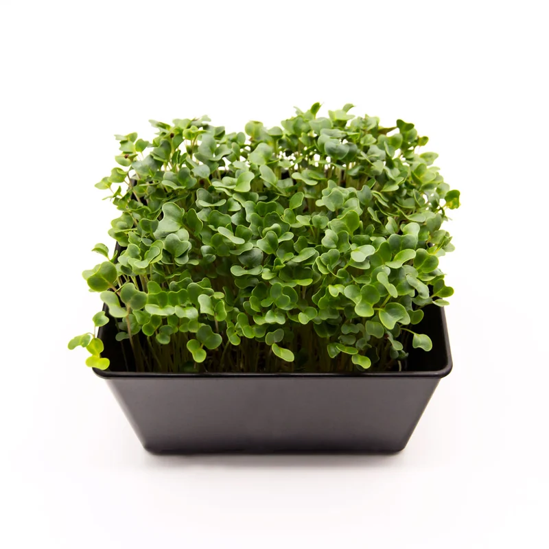 Microgreens 4er-Set Überraschung