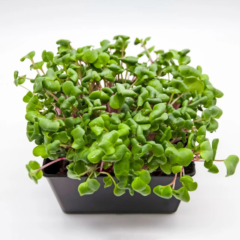 Microgreens 4er-Set Überraschung