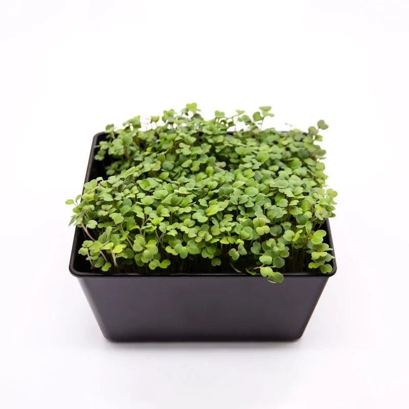 Microgreens 4er-Set Überraschung