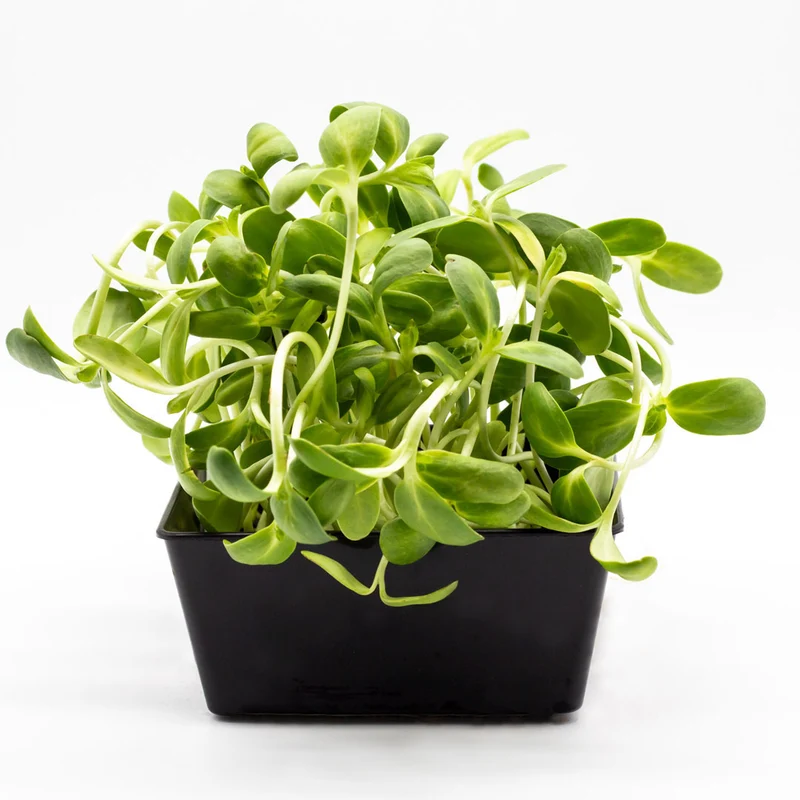 Microgreens 4er-Set Überraschung