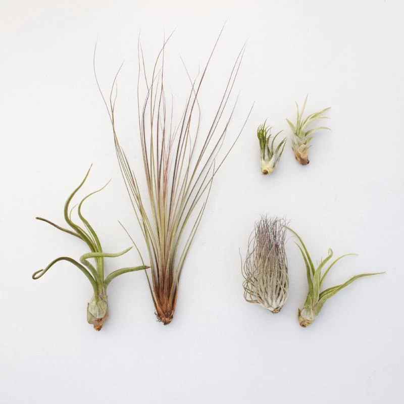 Assorted Air Plants