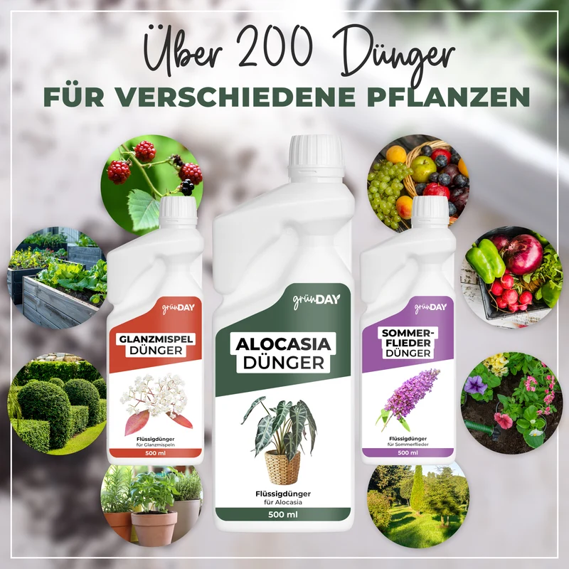Alocasia-Flüssigdünger 500 ml