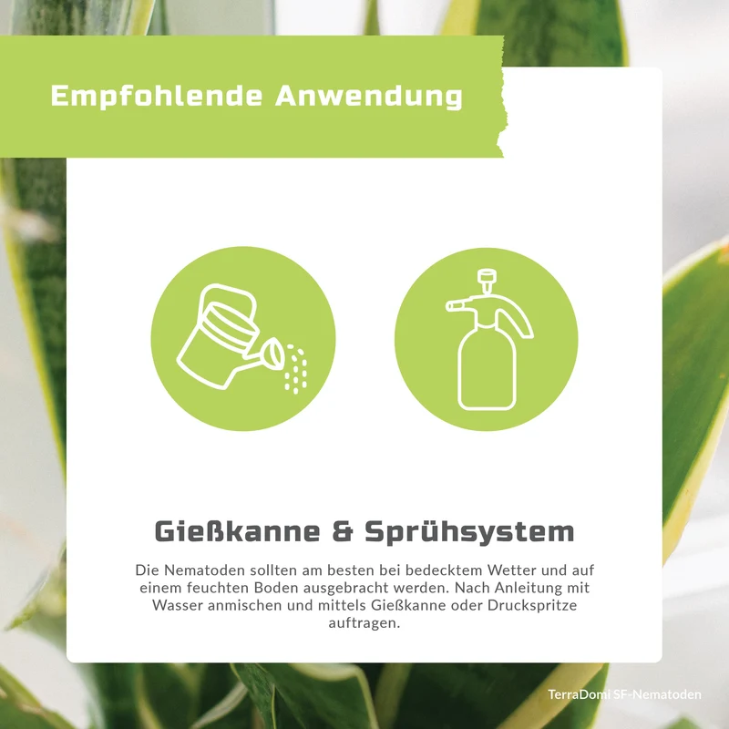TerraDomi SF Nematoden gegen Trauermücken
