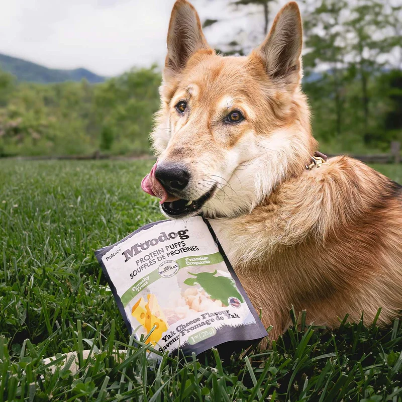 Dog Food Supplement