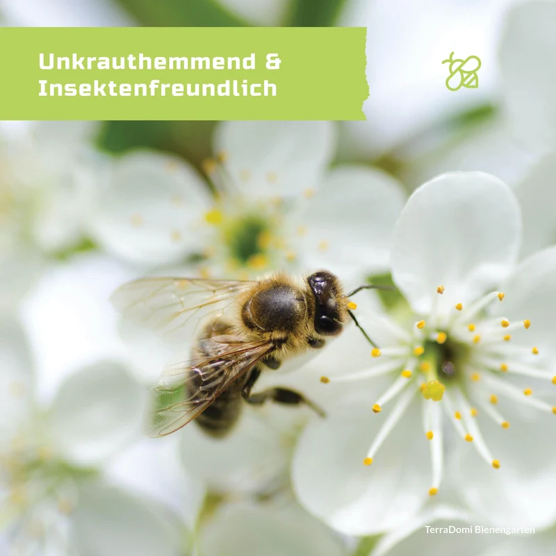 Bienenmischung 300g | Honigpflanzen für reichhaltigen Nektar