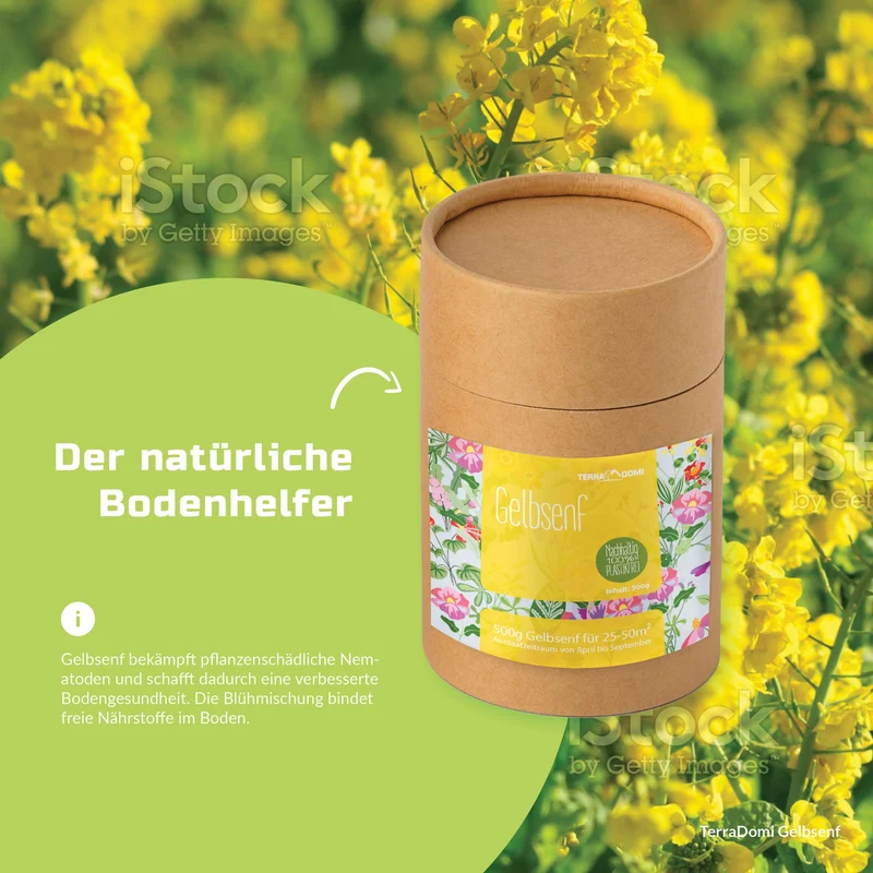 TerraDomi 500g Gelbsenf I Kreuzblütler