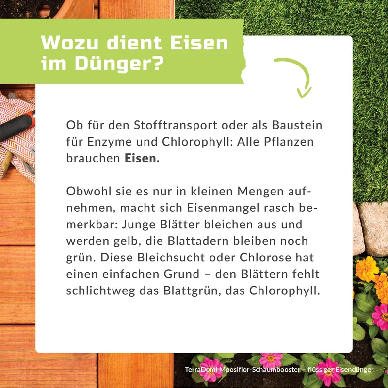 Moosiflor-Schaum - Flüssiger Eisendünger