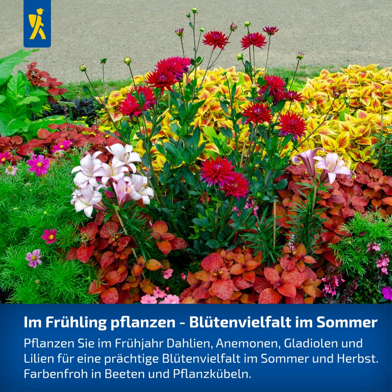Klebschwertel Mischung