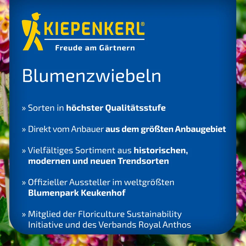 Calla Vermeer