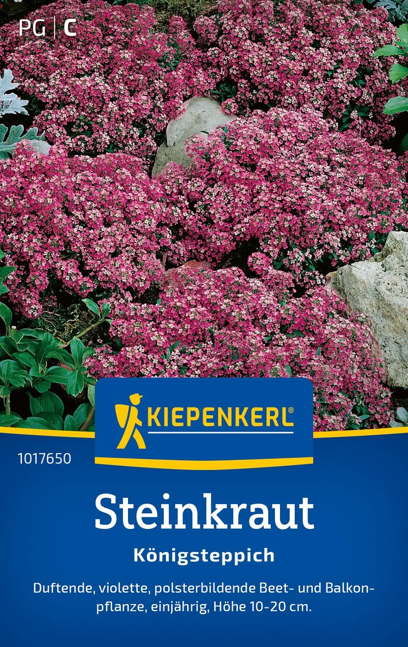 Steinkrautsamen Königsteppich
