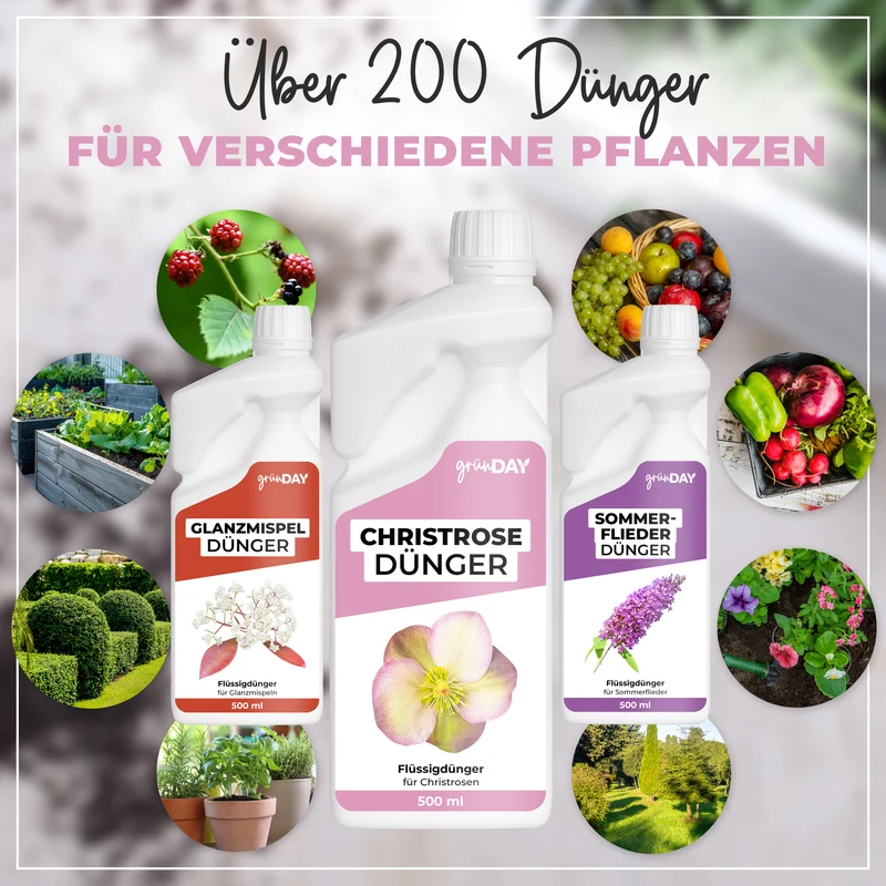 Christrose-Flüssigdünger 500 ml
