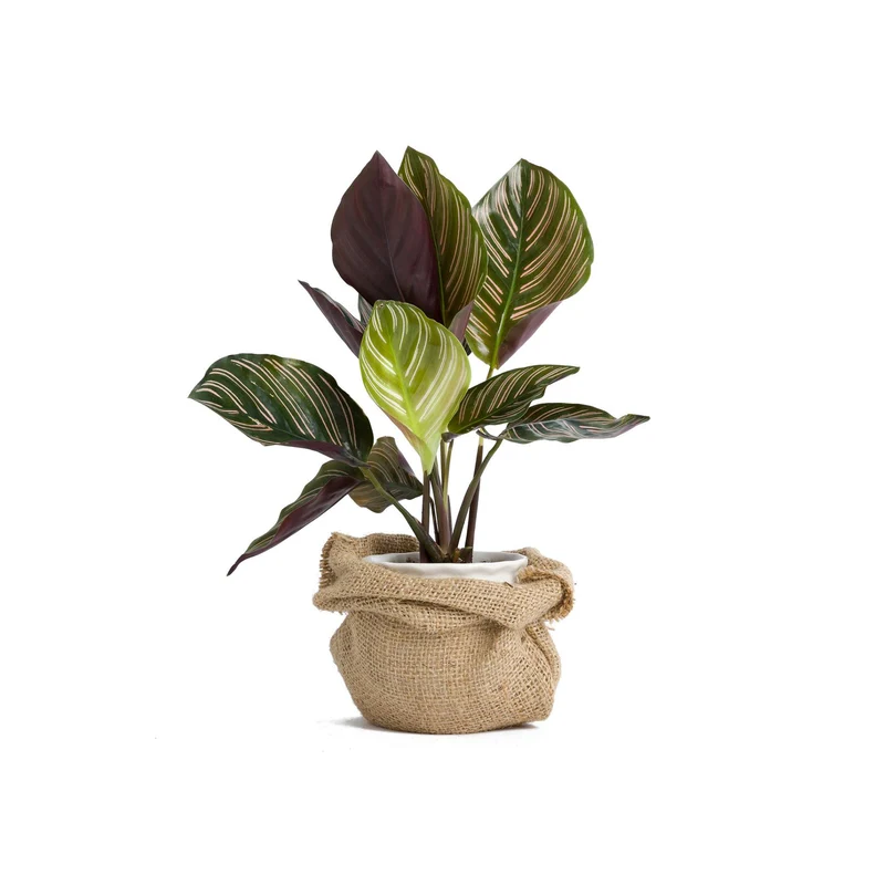 Calathea Compstart