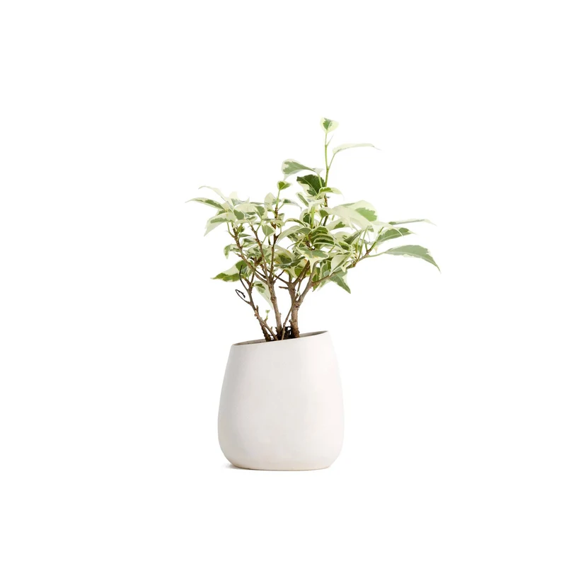 Quaen Aglaonema