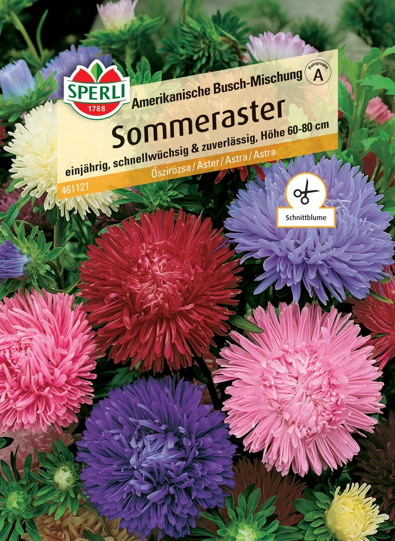 Sommerasternsamen Amerikanische Busch-Mischung